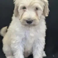 Wren, a female Labradoodle and Poodle - Standard  for sale in Lakeland, FL – Photo 8 of 10