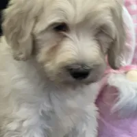 Wren, a female Labradoodle and Poodle - Standard  for sale in Lakeland, FL – Photo 1 of 10