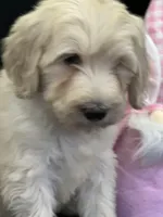 Wren, a female Labradoodle for sale in Lakeland, FL – Photo 7 of 10