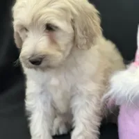 Wren, a female Labradoodle and Poodle - Standard  for sale in Lakeland, FL – Photo 2 of 10