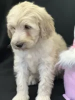 Wren, a female Labradoodle for sale in Lakeland, FL – Photo 1 of 10
