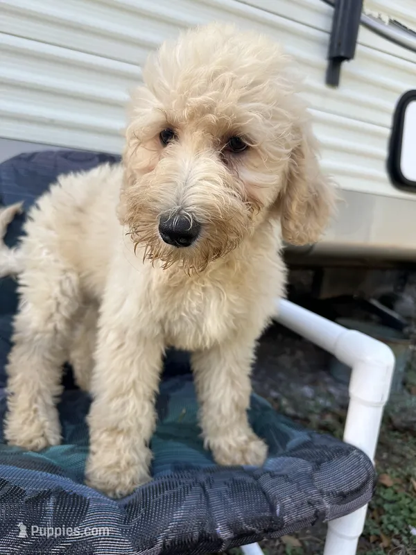 Wren – Labradoodle, Poodle - Standard  puppy for sale in Lakeland, FL