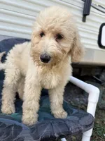 Wren, a female Labradoodle and Poodle - Standard  for sale in Lakeland, FL – Photo 1 of 10