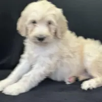 Wren, a female Labradoodle and Poodle - Standard  for sale in Lakeland, FL – Photo 5 of 10