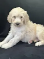 Wren, a female Labradoodle for sale in Lakeland, FL – Photo 4 of 10