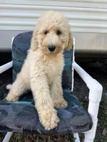 Wren, a female Labradoodle and Poodle - Standard  for sale in Lakeland, FL – Photo 10 of 10