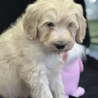 Wren, a female Labradoodle and Poodle - Standard  for sale in Lakeland, FL – Photo 6 of 10