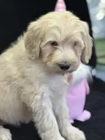 Wren, a female Labradoodle for sale in Lakeland, FL – Photo 5 of 10