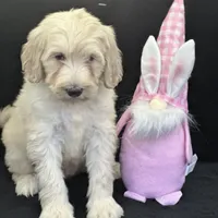 Wren, a female Labradoodle and Poodle - Standard  for sale in Lakeland, FL – Photo 10 of 10