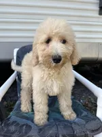 Wren, a female Labradoodle and Poodle - Standard  for sale in Lakeland, FL – Photo 7 of 10
