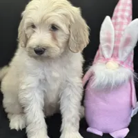 Wren, a female Labradoodle and Poodle - Standard  for sale in Lakeland, FL – Photo 7 of 10
