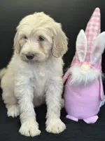 Wren, a female Labradoodle for sale in Lakeland, FL – Photo 6 of 10