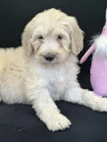 Wren, a female Labradoodle for sale in Lakeland, FL – Photo 9 of 10