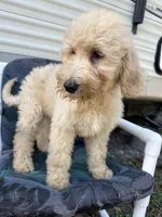 Wren, a female Labradoodle and Poodle - Standard  for sale in Lakeland, FL – Photo 5 of 10