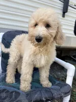 Wren, a female Labradoodle and Poodle - Standard  for sale in Lakeland, FL – Photo 3 of 10