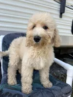 Wren, a female Labradoodle and Poodle - Standard  for sale in Lakeland, FL – Photo 9 of 10