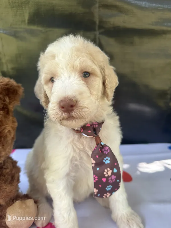 Sully – Labradoodle, Poodle - Standard  puppy for sale in Lakeland, FL