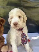 Sully, a male Labradoodle and Poodle - Standard  for sale in Lakeland, FL – 1 of 10