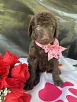 Sarah- 339, a female Labradoodle and Poodle - Standard  for sale in Lakeland, FL – 6 of 10