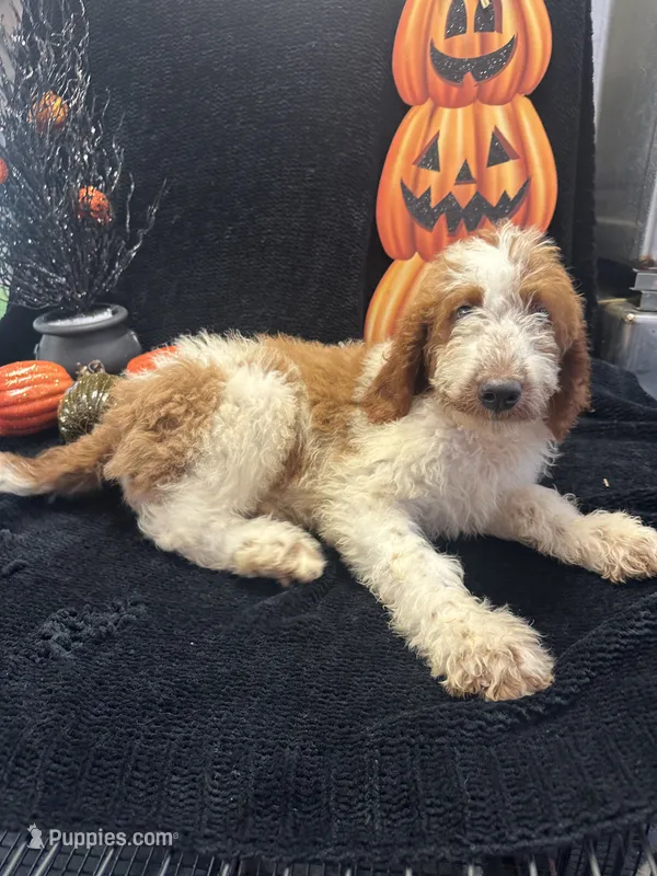 Dash 372 F1b – Goldendoodle, Poodle - Miniature  puppy for sale in Lakeland, FL