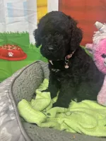 Midnight 386, a female Bernedoodle and Miniature Bernedoodle for sale in Lakeland, FL – 8 of 10
