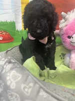 Midnight 386, a female Bernedoodle and Miniature Bernedoodle for sale in Lakeland, FL – 5 of 10