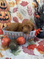 Dixie 399 F1b, a female Goldendoodle and Poodle - Miniature  for sale in Lakeland, FL – 9 of 10