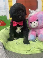 Mandy 383, a female Bernedoodle and Miniature Bernedoodle for sale in Lakeland, FL – 6 of 10