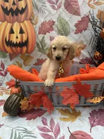 Bear bear 576, a male Golden Retriever for sale in Lakeland, FL – 5 of 10