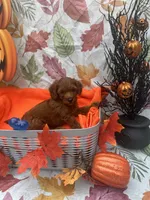  Norman 377, a male Poodle - Miniature  and Miniature Goldendoodle for sale in Lakeland, FL – 10 of 10
