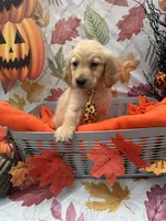 Bear bear 576, a male Golden Retriever for sale in Lakeland, FL – 4 of 10