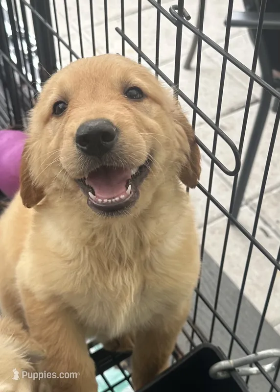 Bruno -195 – Golden Retriever puppy for sale in Lakeland, FL