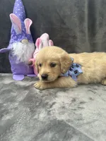 Sophie - 197, a female Golden Retriever for sale in Lakeland, FL – 10 of 10