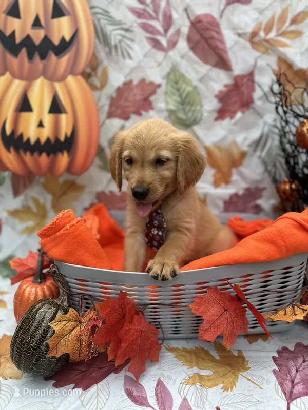 Baxter 570 – Golden Retriever puppy for sale in Lakeland, FL