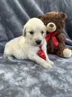 Biscuit 573, a male Golden Retriever for sale in Lakeland, FL – 8 of 10