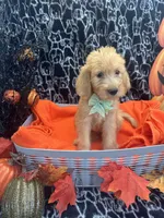 Girl, a female Labradoodle and Golden Retriever for sale in Lakeland, FL – 8 of 8