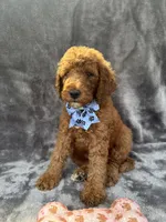 Dakota 394 F1b, a female Goldendoodle and Poodle - Miniature  for sale in Lakeland, FL – 3 of 10