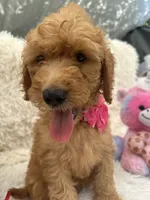 Tammi-328, a female Goldendoodle and Poodle - Standard  for sale in Lakeland, FL – 2 of 10