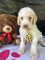 Samuel - 330, a male Labradoodle and Poodle - Standard  for sale in Lakeland, FL – 10 of 10