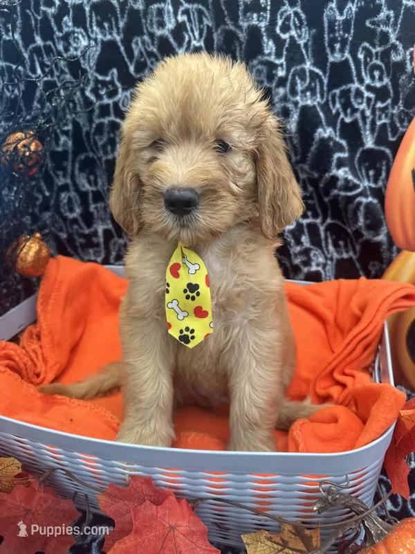 Male – Labradoodle, Golden Retriever puppy for sale in Lakeland, FL