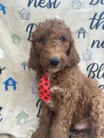 Rusty - 323, a male Labradoodle and Poodle - Standard  for sale in Lakeland, FL – 4 of 10