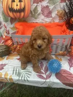 Nigel 373, a male Poodle - Miniature  and Miniature Goldendoodle for sale in Lakeland, FL – 7 of 10