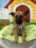 Kashi 380, a female Belgian Malinois and German Shepherd Dog for sale in Lakeland, FL – 9 of 10
