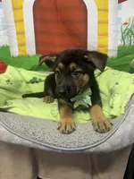Kinsea 384, a female Belgian Malinois and German Shepherd Dog for sale in Lakeland, FL – 2 of 10