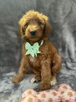 Dixie 399 F1b, a female Goldendoodle and Poodle - Miniature  for sale in Lakeland, FL – 5 of 10