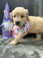 Sara  -193, a female Golden Retriever for sale in Lakeland, FL – 10 of 10