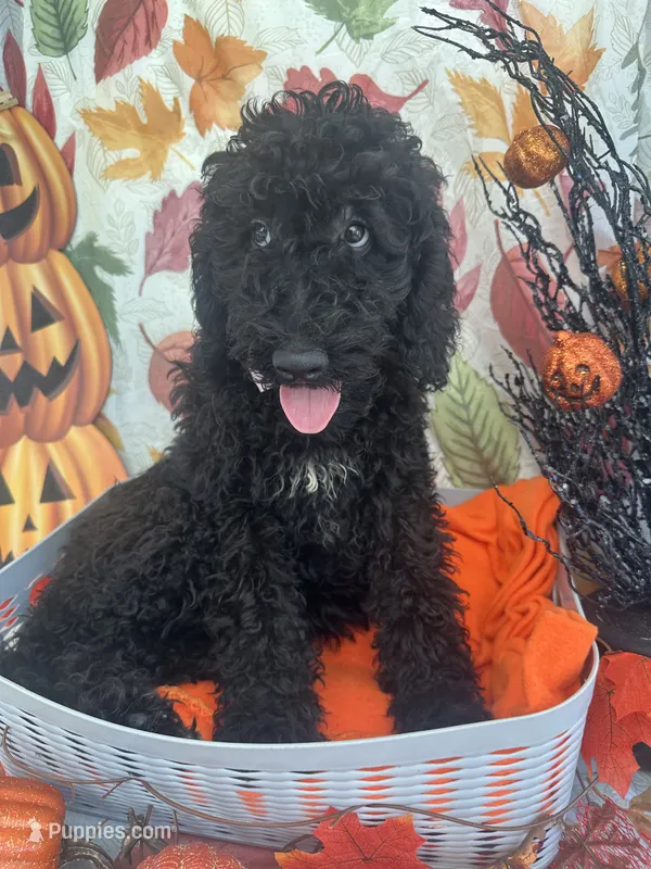 Midnight 386 – Bernedoodle, Miniature Bernedoodle puppy for sale in Lakeland, FL