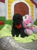 Matilda 382, a female Bernedoodle and Miniature Bernedoodle for sale in Lakeland, FL – 10 of 10