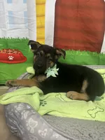 Kinsea 384, a female Belgian Malinois and German Shepherd Dog for sale in Lakeland, FL – 8 of 10