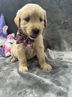 Buttercup-196, a female Golden Retriever for sale in Lakeland, FL – 6 of 10